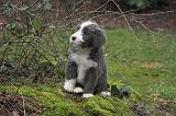 BEARDED COLLIE 467
